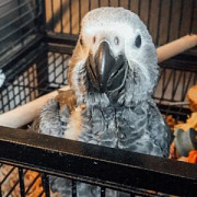 Африканские серые попугаи для переселения Алматы