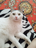 Потерялся белый кот Усть-Каменогорск