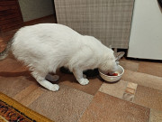 Потерялся белый кот Усть-Каменогорск