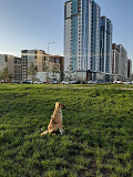 Собака в поисках дома Астана