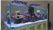 Декорирование аквариумов Алматы
