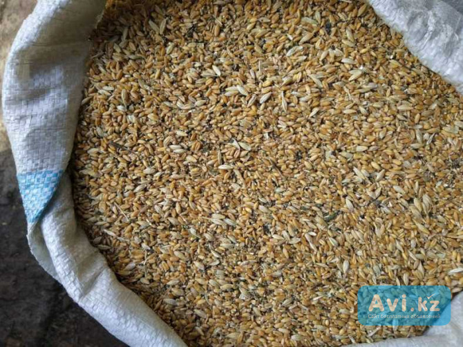 Продам зерно отходы пшеничные Кокшетау - изображение 1