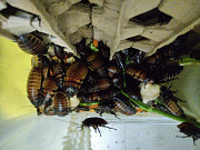 Продам колонию Мадагаскарских тараканов Алматы