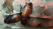 Продам колонии тараканов двух видов Алматы