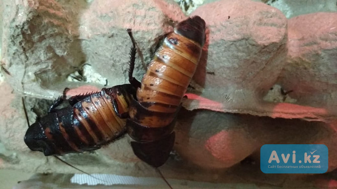 Продам колонию Мадагаскарских тараканов Алматы - изображение 1