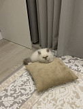 Продам котенка Астана