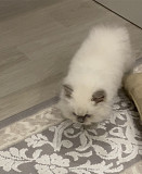 Продам котенка Астана