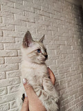 Отдам потрясающих котят в хорошие руки, можем помочь с доставкой Алматы