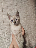 Отдам потрясающих котят в хорошие руки, можем помочь с доставкой Алматы