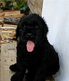 Продам щенка русского чёрного терьера Алматы