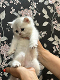 Продам котёнка шиншиллу Алматы