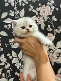 Продам котёнка шиншиллу Алматы