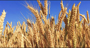 Пшеница, зерновые культуры Актобе
