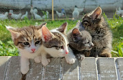Домашние котята в надежные руки Алматы