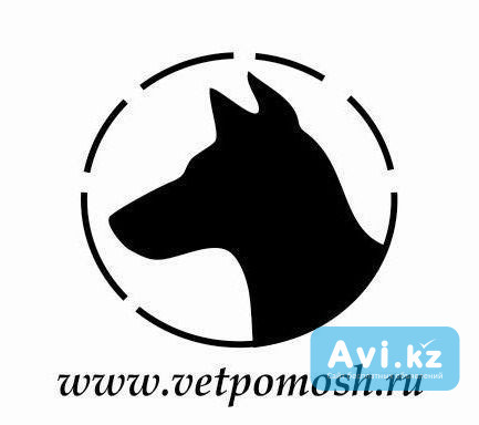 Ветеринарная помощь экзотическим животным и птицам Алматы - изображение 1