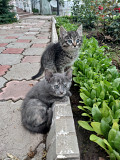 Два домашних котенка в надежные руки Алматы