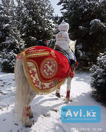 Лошадь на сундет той Алматы - изображение 1