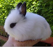 Карликовый кролик белый Алматы