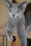 Русские голубые котята из питомника с европейской родословной Алматы