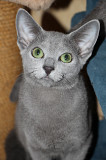 Русские голубые котята из питомника с европейской родословной Алматы
