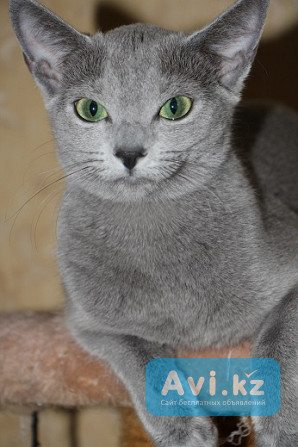 Русские голубые котята из питомника с европейской родословной Алматы - изображение 1