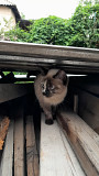 Ищем кошке новый дом Алматы