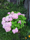 Гортензия крупнолистная розового цвета Петропавловск