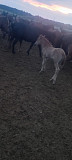 Продам лошадь с жеребенком Астана