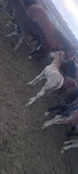 Продам лошадь с жеребенком Астана