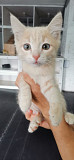 Персикового котенка отдадим в добрые заботливые руки Костанай
