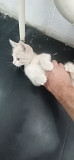 Персикового котенка отдадим в добрые заботливые руки Костанай