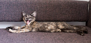 Монастырские котята с прививками, приученные к лотку, воспитанные и ласковые Алматы