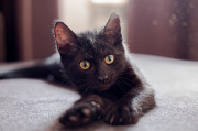 Монастырские котята с прививками, приученные к лотку, воспитанные и ласковые Алматы