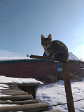 Кошечки, котики и котята разного возраста и окраса Усть-Каменогорск