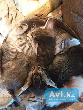 Кошечки разного возраста и окраса Усть-Каменогорск - изображение 1