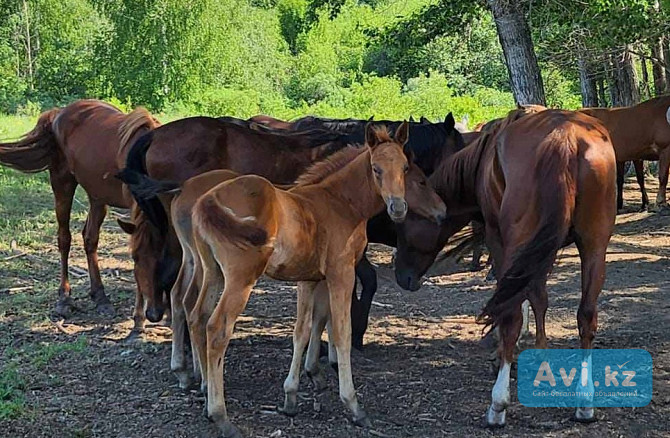 Продам коней Усть-Каменогорск - изображение 1