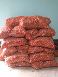 Продам очищенный чеснок оптом, объём 700 кг, расфасован по 30 кг/мешок Алматы