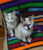 Чудные голубоглазые беленькие 2-х месячные котята Кокшетау