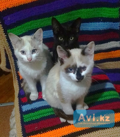 Чудные голубоглазые беленькие 2-х месячные котята Кокшетау - изображение 1
