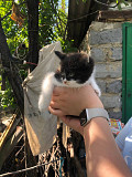 Котенок в добрые руки Алматы