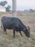 Продаю 4х годовалую корову Караганда