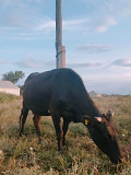 Продаю 4х годовалую корову Караганда