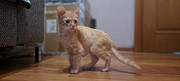 Котенок(мальчик, 2 месяца) Актау