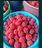 Продам ягоды из Кокшетау Петропавловск