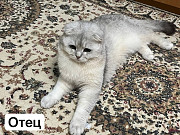 Скоттиш фолд котенок Алматы