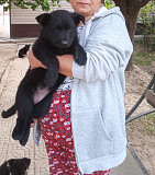 Продам щенков восточно-европейской овчарки Шымкент