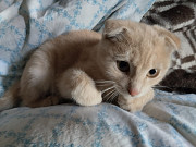 Я вислоухий персиковый котенок воспитанный...ласковые добрые руки возьмите меня бесплатно Алматы