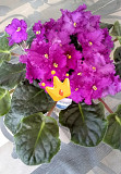 Фиалка вишневая с фиолетовым оттенком Павлодар