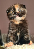 Продам шотландского вислоухого котенка (девочка) Алматы