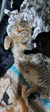 Дарим котят в частный дом, возраст 5 месяцев Алматы